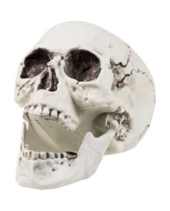 Decoration Halloween Crane Machoire Amovible 24 X 18 Cm Pas Chère